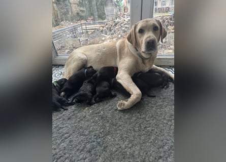 8 Labrador Retriever Rhodesian Ridgeback Welpen in Sonderfarbe seal