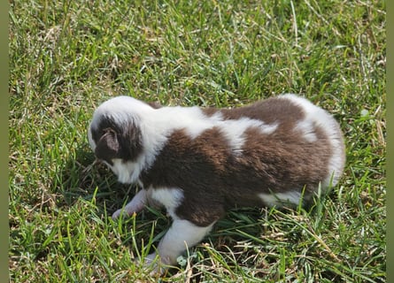 Border Collie Welpen