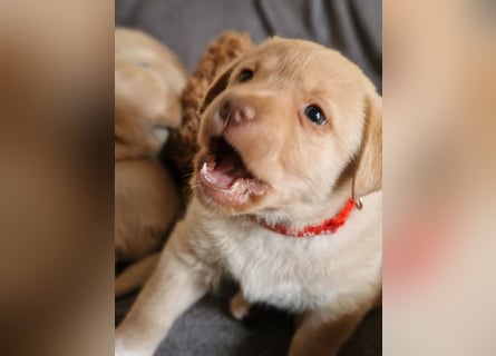 Labrador Retriever