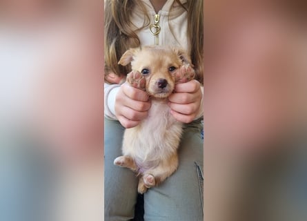 Chihuahua Welpen zu verkaufen