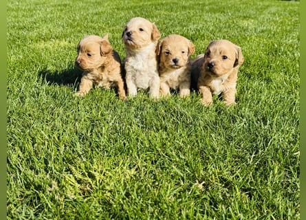 Wunderschöne Maltipoo Welpen!!! (Malteser/Zwergpudel)