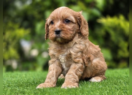 Cavapoo welpen
