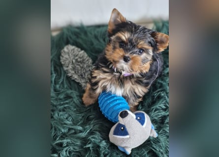 Yorkshire Terrier Welpe Timmi mit Stammbaum Black tan in Baden-Württemberg