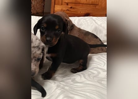 Zuckersüße Jack Russel- Dackel Welpen in liebevolle Hände abzugeben !