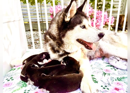 FCI Pedigree Blue Eyed Black & White Siberian Husky Champion Puppy