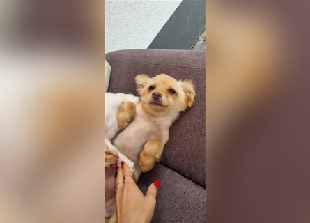 Chihuahua Welpen zu verkaufen