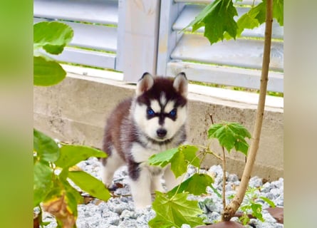 FCI Pedigree Blue Eyed Black & White Siberian Husky Champion Puppy
