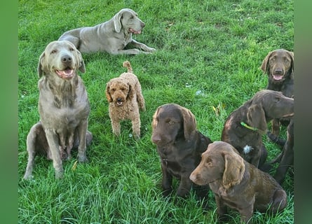 Welpen Labradoodle F1 Braun Könispudel x Labrador