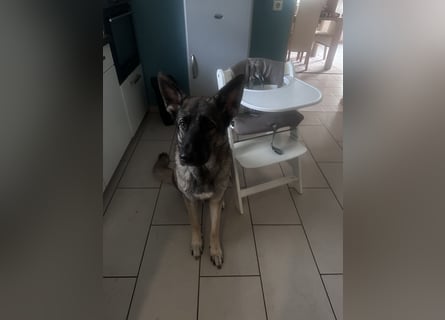 Schöner sozialisierter Familienschäferhund sucht ein zu Hause