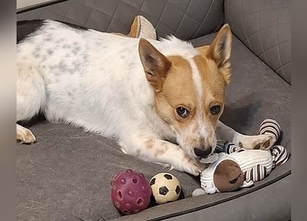 ❤️ superlieber Schmusebär BARNEY - 2,5 Jahre, 28cm/9kg - Jack-Russell-Mix ❤️