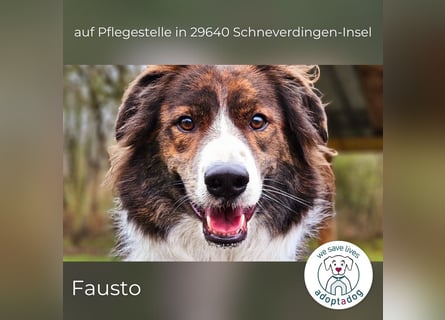 Fausto: sucht ein erfahrenes Zuhause in 29640 Schneverdingen/D