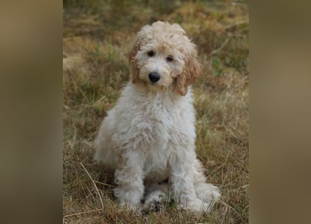 Wurfankündigung Labradoodle F1B Welpen