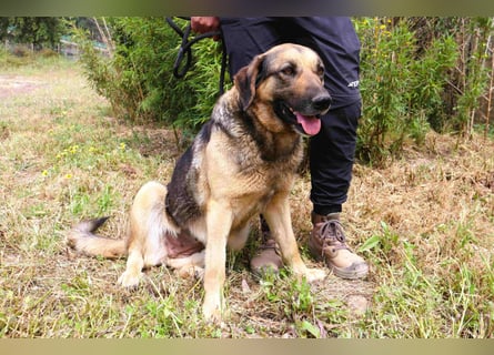 Zita, Schäferhund-Mix, lieb und verträglich  auch mit  Katzen