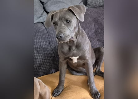 Süße Labradorwalmaraner/ American bully (pocket) Mix