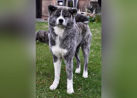 Akita Inu Welpen | A-Wurf | Japan Akita | Ahnentafel | VDH 