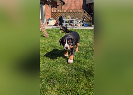 Große-Schweizer-Sennenhund-Welpen