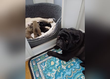 Mops welpen ab sofort Abgabe bereit.