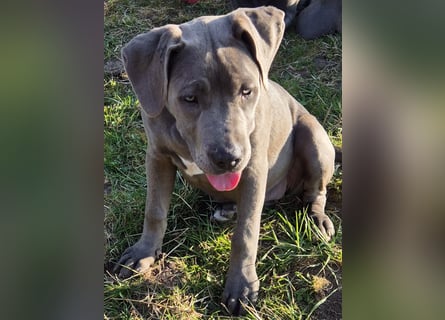 Süße Labradorwalmaraner/ American bully (pocket) Mix
