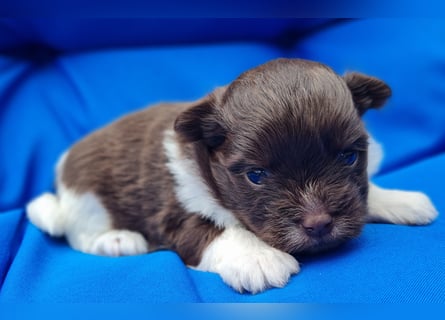 Bezaubernde Welpen aus Bolonka Zwetna und Pomeranian (Zwergspitz)