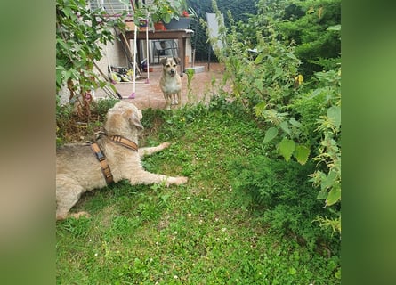 Leon perfekt für ältere Menschen mit Zeit - er wartet im Taunus