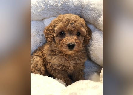 Sehr schöne Maltipoo welpen in abricot und crème farben