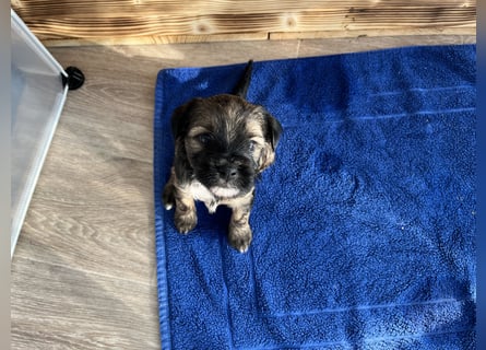 Tibet Terrier Rüde