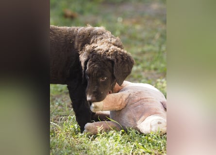Curly Coated Retriever – braune Rüden (8 Wochen) aus dem Zwinger Cornrow