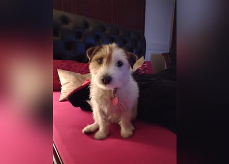 Wunderschöne Parson Jack-Russell Terrier Welpen, aus liebevoll. Hausaufzucht