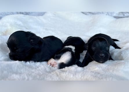 Zauberhafte Havaneser Welpen in verschiedenen Farben mit Ahnentafel