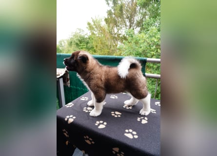 Amerikanische Akita