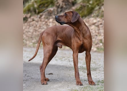 Rodesian Ridgeback Welpen im Kennel "Free Spirit"