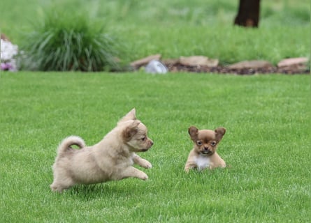 Supersüßes Mini Chihuahua Mädchen
