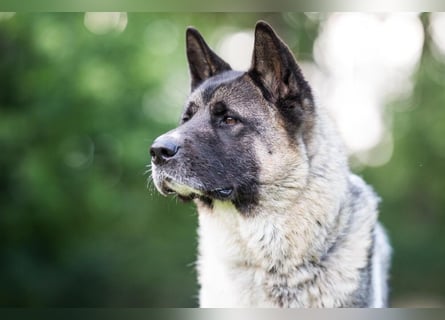 Kendo - ruhiger, ausgeglichener Familienhund - Tierhilfe Franken e.V.