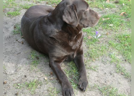 Labrador - Welpen