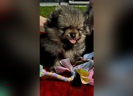 Reinrassige Pomeranian-Hündinnen mit Ahnentafel suchen ihre Traumfamilien
