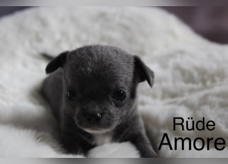 Reinrassige Chihuahua Welpen Kurzhaar