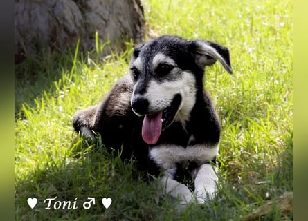 Teddy und seine Geschwister suchen ab September ein Zuhause