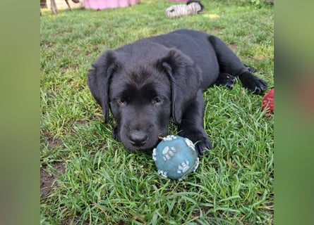 1 Labrador Welpe Rüde mit Ahnentafel