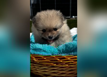 Reinrassige Pomeranian-Hündinnen mit Ahnentafel suchen ihre Traumfamilien