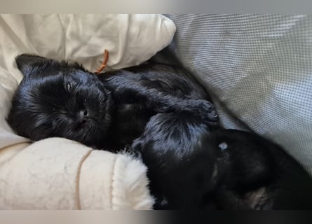 Affenpinscher Welpen WT 11.04.2025