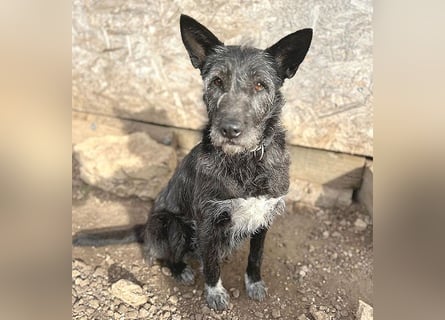 ❤️ außergewöhnliche Schönheit KORMA - 9,5 Jahre, 46cm/20kg - SchnauzerMix