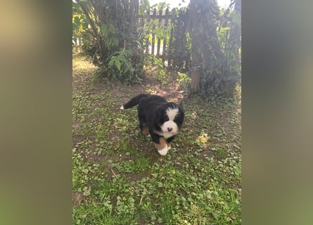 Berner Sennenhundwelpen-Welpe