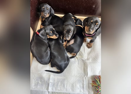 Dackel Welpen Black Tan