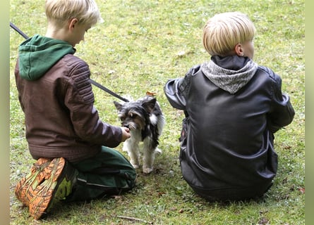 Kleiner Mischling: Der kleine Muck sucht seine Fürimmerfamilie PLZ 91522