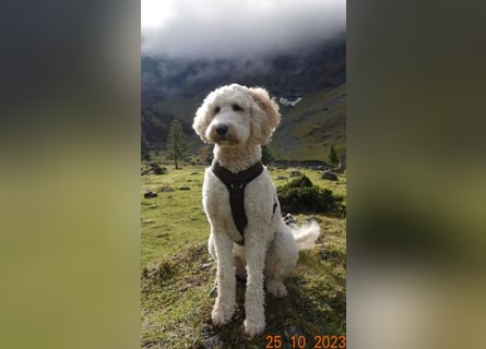 Goldendoodle apricot, eine Hündin, Welpe, abgabebereit Golden Doodle