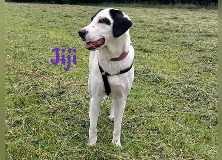 Jiji 07/2023 (in Deutschland) - ruhige und sanfte, wundervolle junge Hündin!