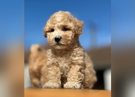 Rarität. Echte Teddybär Maltipoo Welpen in tollem Apricot abzugeben. Malteser/Pudel