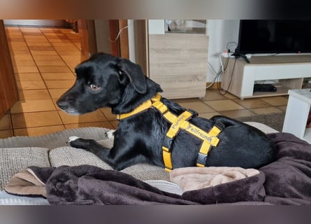 Rocchino: Anfängerhund in schöner Größe