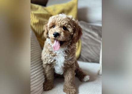Bereits super erzogene Labradoodle Welpen -abgabebereit-