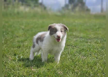 Border Collie Welpen -  Rüden
